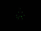 TAG Heuer 2000 CK1110-0 night time luminosity
